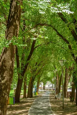 a tree lined path in a park with a street at Hermoso departamento a estrenar 3 in Alta Gracia
