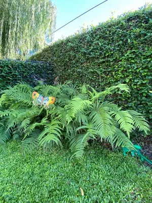 a green plant in front of a hedge at Chalet Espectacular in Villa Carlos Paz