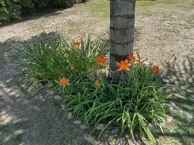 a bush of orange flowers around a tree at Complejo La Tere- depto 2 in Cordoba