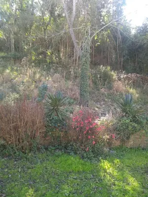 a garden with many different plants and a tree at Hosteria Calamuchita in Villa del Dique
