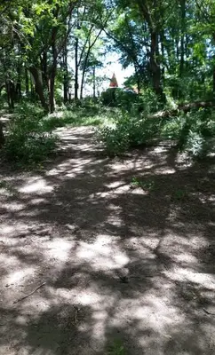 a dirt road in a forest with trees at CabañaPaz in Santa Rosa de Calamuchita