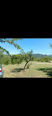 a tree in the middle of a field with a car at El Crespín in San Lorenzo