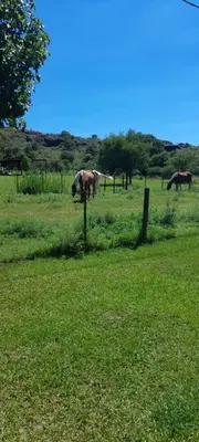 two horses grazing in a field of green grass at Casa los nonos in Cordoba