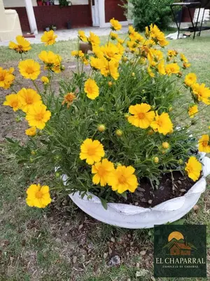 a bouquet of yellow flowers in a white bowl at Cabaña El Chaparral Villa Dolores, Traslasierra 1 in Piedra Pintada