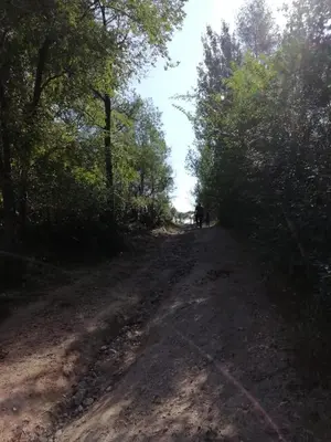 a dirt road with trees on the side of it at Las zarinas 1 in Trapiche