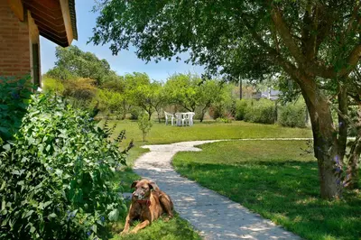 a dog sitting in the grass next to a path at Casa Arboles De Tala con parque amplio in Villa General Belgrano