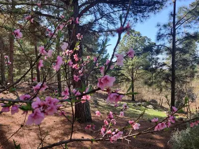 a branch of a tree with pink flowers on it at Espejo de Hadas - Terrafirme in Villa Yacanto
