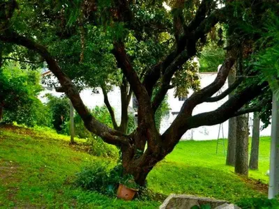 a tree in the grass with a pot under it at Departamento Pama in Santa Rosa de Calamuchita