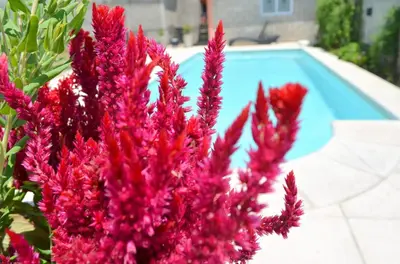a bunch of pink flowers next to a swimming pool at Cholito 2 in Alta Gracia