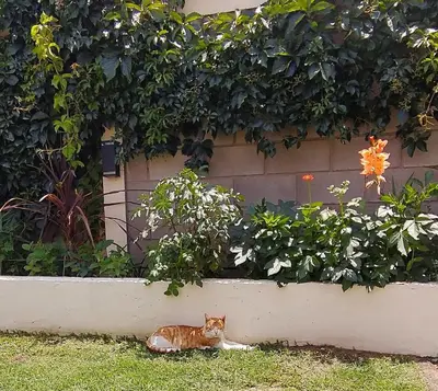 a cat laying in the grass next to a hedge at Sierras Alojamiento Departamentos in Mina Clavero